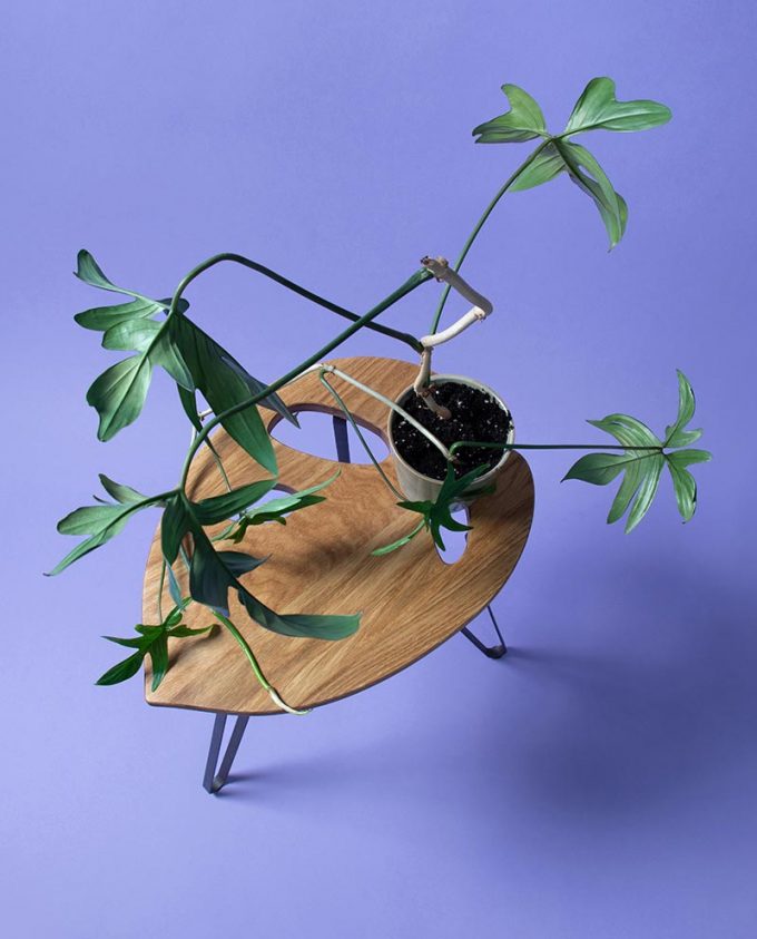 Ruwdesign-Monstera-Adasonii-Plant-Table-Top-View