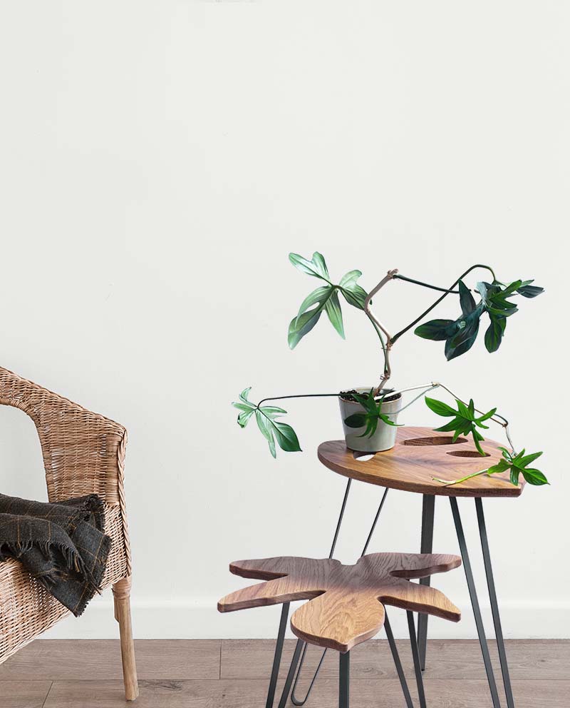 Monstera Adasonii